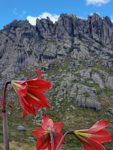 Tem paisagem que impressiona.

Tem paisagem que também ajuda a contar a história da conservação da natureza no Brasil.

As Agulhas Negras estão dentro do Parque Nacional do Itatiaia, criado em 1937, o primeiro parque nacional do país.

Só vem com a Rio Montanha 👊⛰️🍃

#riomontanha #parquenacionaldeitatiaia #picodasagulhasnegras #montanhismo