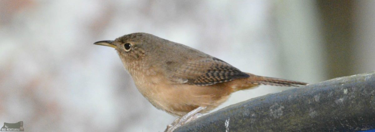 Fauna at Tijuca Forest