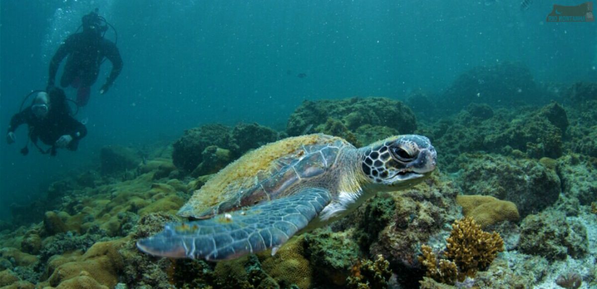 Interacting with a turtle during scuba diving in Arraial do Cabo, Rio de Janeiro